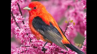 most beautiful birds