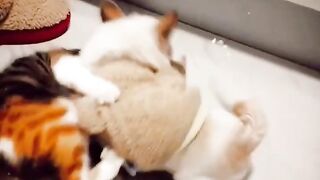 Cat And Dog funny fight