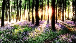Trees and waterfalls forest nature