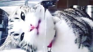 Cute Cat