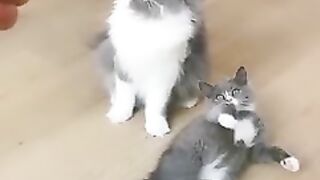 This little Puff Tiktok compilation