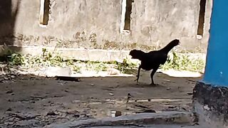 Ayam hitam mencari makan