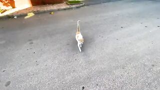 We fed the sweet mother cat and her very shy kitten.