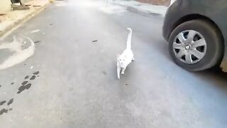 A white cat with different eye colors that loves to play and eat.