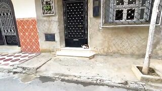 The calico cat and the Siamese cat are not friends united only by food.