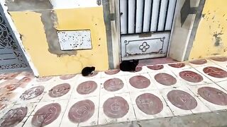 The black cat and her kitten were friendly with the kitten meowing sweetly.