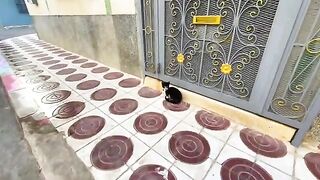 The mama cat and her kitten are not interested in food, they only return love.