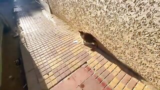 The cute teenage cat asks me for love, playing with her and delicious food.