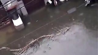 In Indonesia's Bali Island, pythons reaching up to 5 meters in length have been spotted in streets after three days of nonstop rainfall ????