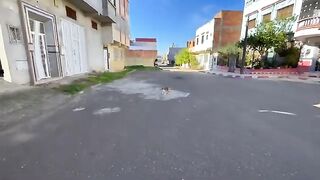 Kittens try to imitate their mother who speaks loudly for food.