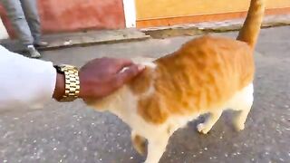 My little daughter played with cute stray cats and we fed them.