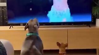 This Cute Dog Gets Dragged to the Beat, His Adorable Dance Makes Your Day Cheerful! ????????