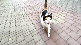 Calico cat is very cute and requires a lot of love and delicious food.