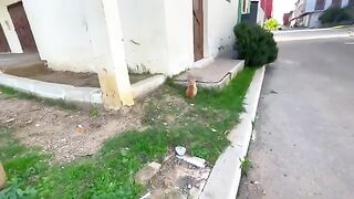 We played with cute stray cats and gave them love and delicious food.