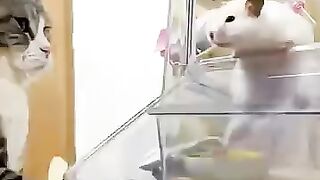 0004_KOT