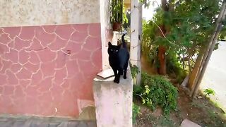 Bagheera the cat feels warm and affectionate in my husband's arms.