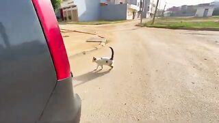 This cute cat was happy to see us and expressed his happiness by standing on his hind legs.