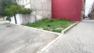 Tuxedo cat, who is very shy, never comes near me I served him delicious food to win his love for us.