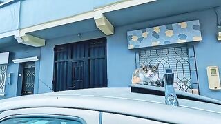 Friendly calico cat sleeps on the roof of the car and asks me for food with love.