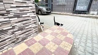 Jealous cat Oreo slaps her brother who wants to get closer to get love.