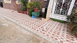 Mama cat tries to befriend me but is shy in front of her kittens.