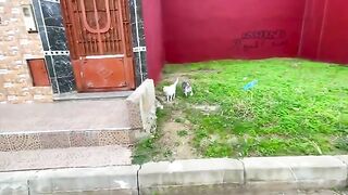 We played with a group of cute cats and fed them and some medicine for the sick cats.