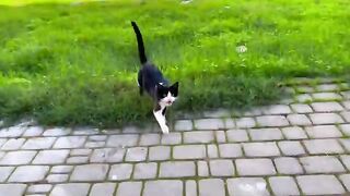 Very friendly cats, they express their happiness by standing on their hind legs.