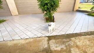We fed and played with four cats who have been inseparable for a long time.