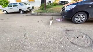 Feed the super cute cat family and play with them.