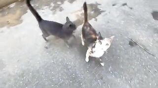 The cat that attacks me after every pet wants food as quickly as possible.