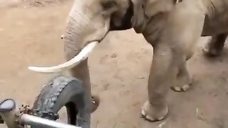 This  Elephant is Too Honest