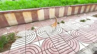 Ginger the cat and his girlfriend are very cute and need love and food.