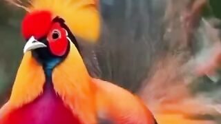 Nature is More Beautiful than AI