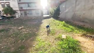 The cute stray cat Bagheera wants to hug this couple every time he comes across them.