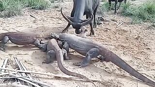 Baby Buffalo vs Komodo Dragon — Nature Without Mercy