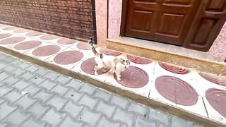This very friendly calico cat treats me kindly to get food.