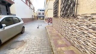 These cute cats stand on their hind feet to seek food.
