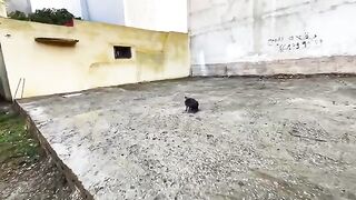 The friendly grey stray cat was incredibly cute.