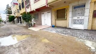 Mama cat and her cute kitten talk to us with cute and loud meows.