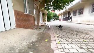 Play with very friendly stray cats and serve them delicious food.
