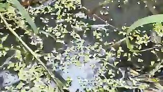 Fishing eel videos.. This is fishing eel videos.. Thanks for watching..!!