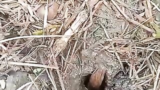 Fishing eel videos.. This is fishing eel videos.. Thanks for watching..!!