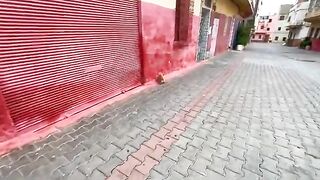 This cute cat, Ginger, gave us all his love, unlike his friends who only come at mealtime.