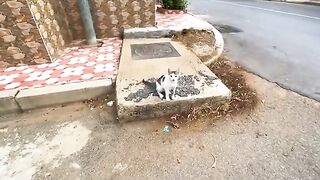 The stray cat with the pretty face was mischievous and playful.