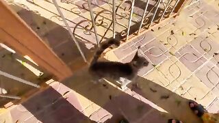 This green-eyed cat is very cute and is constantly asking for food.