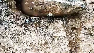 Fishing eel videos.. This is fishing eel videos.. Thanks for watching..!!