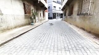 My little daughter and I provided love and food to our sweet stray cats.