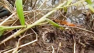 Fishing eel videos ... This is fishing eel videos.. Thanks for watching..!!