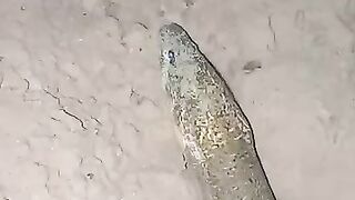 Fishing eel videos.. This is fishing eel videos.. Thanks for watching..!!