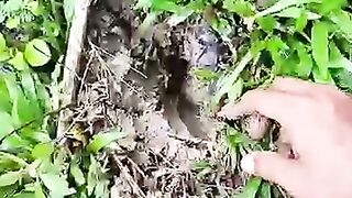 Fishing eel videos .. This is fishing eel videos.. Thanks for watching..!!